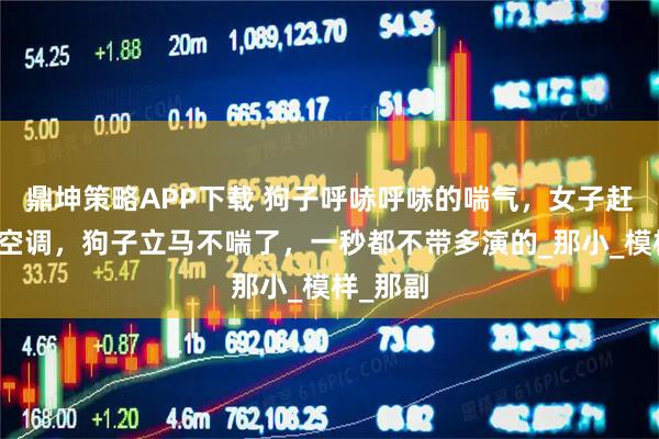 鼎坤策略APP下载 狗子呼哧呼哧的喘气，女子赶紧打开空调，狗子立马不喘了，一秒都不带多演的_那小_模样_那副