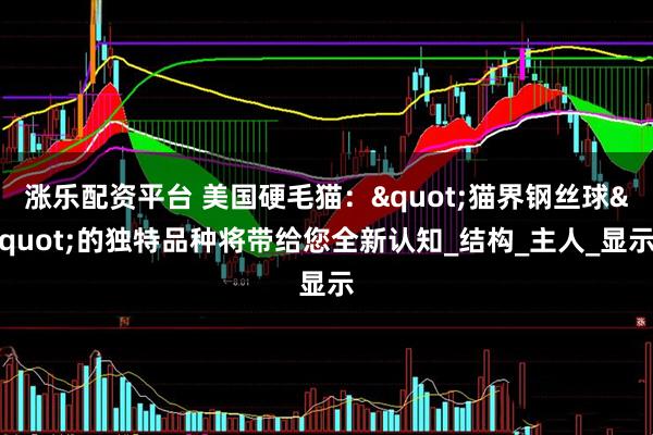 涨乐配资平台 美国硬毛猫："猫界钢丝球"的独特品种将带给您全新认知_结构_主人_显示